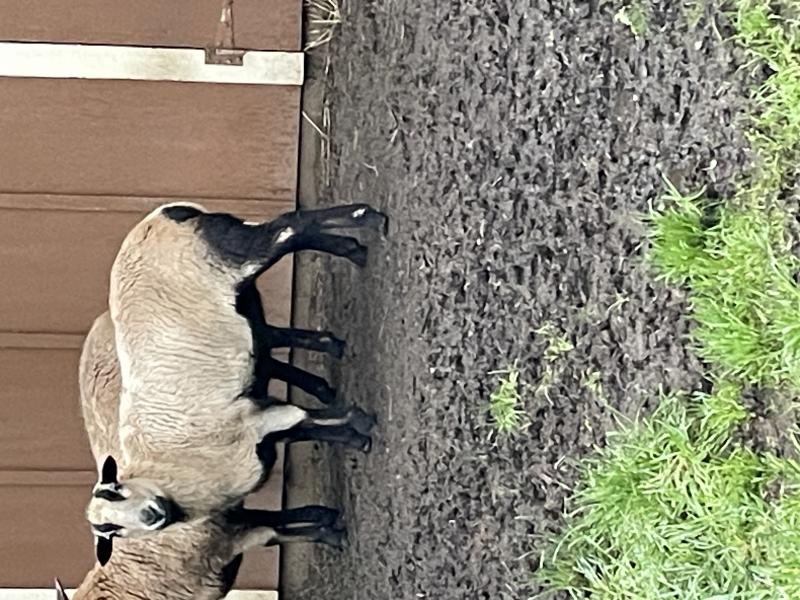 Hollywoodfarm Princess