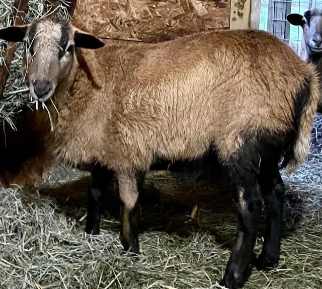 Hollywoodfarm Eleanor