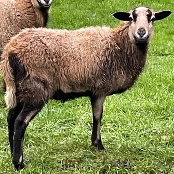 Hollywoodfarm Marilyn
