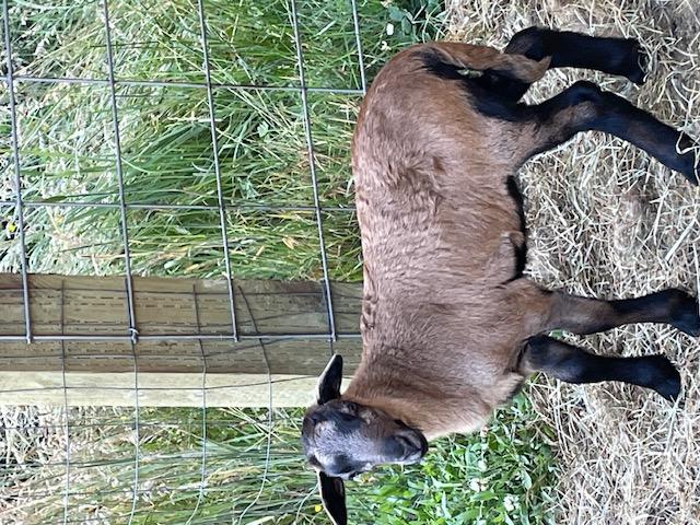 Hollywood Farm Buck